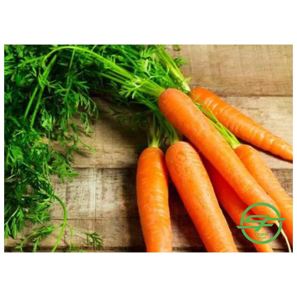 Top Quality Fresh 100% Organic Carrots In Wholesale Price