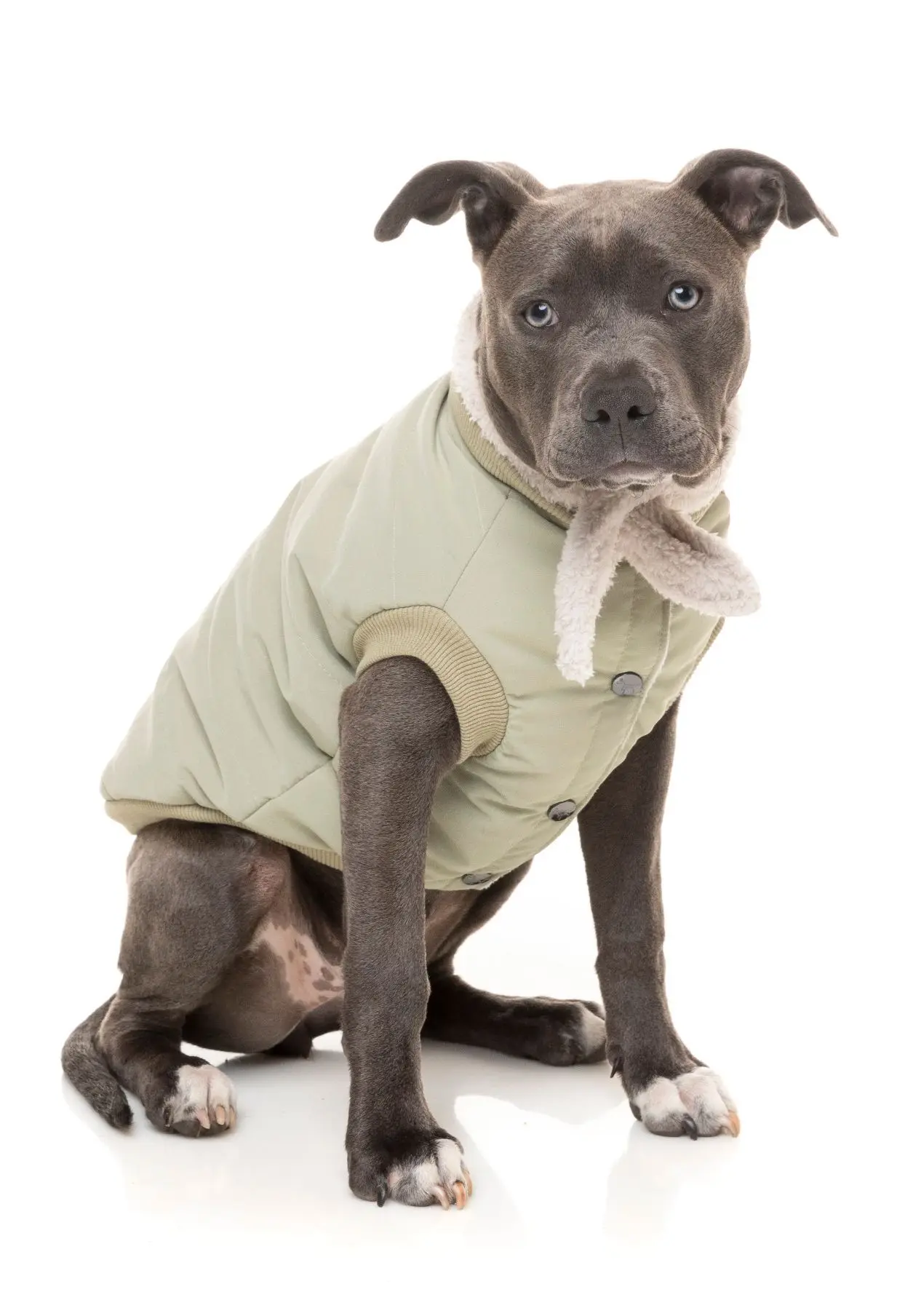 Light Khaki Nordic Bomber Comfortable Adventure Jacket Pet Clothes Recycled Pet Clothes for Dog