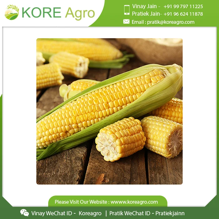 
Top Selling Premium Quality Corn Maize 100% Natural Fresh Animal Feed Corn India Supplier 