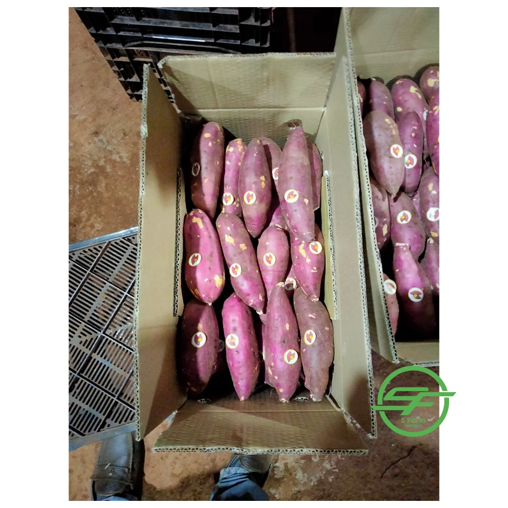 Свежий вьетнамский сладкий картофель по хорошей цене горячая Распродажа высокое качество 100% из Вьетнама