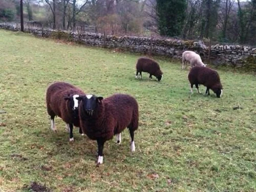 Balwen Welsh sheep,cow,camel,sheep,goat,ox,bull