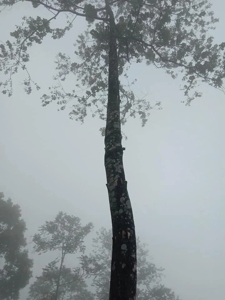 Высококачественное эфирное масло стиракса бензоина Сиама/сиамовая камедь бензоина/сырая бензоиновая Смола из Вьетнама г-жа Люси + 84 929 397 651