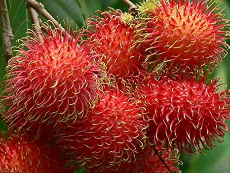 Type 1 Fresh Rambutan from Vietnam - Ms KiO HYUNH + 84 34 375 8904