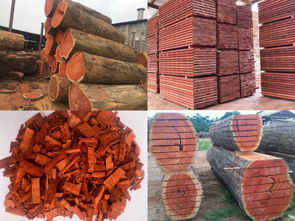 
African Padauk Wood (Pterocarpus soyauxii) Sawn Timber 