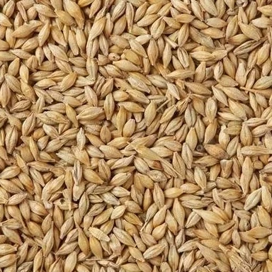 
 Ячмень для продажи, кормовые семена ячменя и ячменя для продажи, высококачественные Ячменные зерна для корма животных/зерна ячмени оптом   (1600303127839)