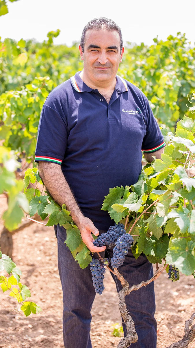 Оригинальный вкус лилия красное вино 2018 Primitivo Salento IGP cl.75