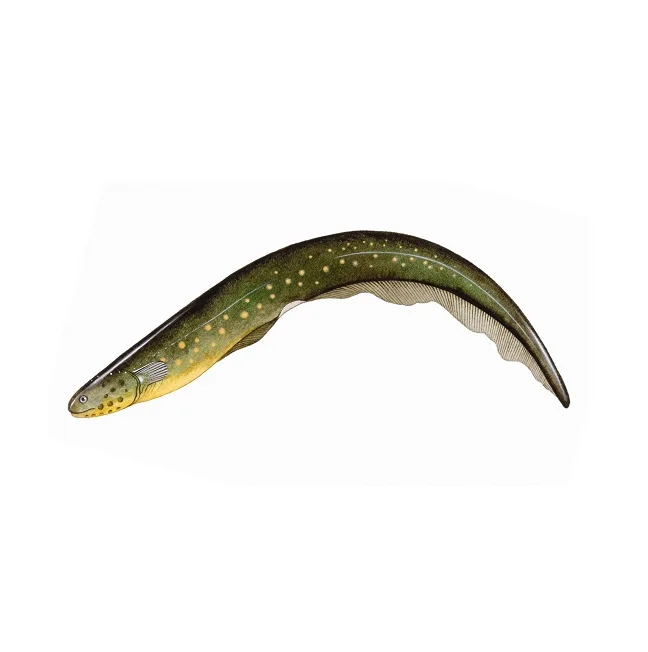 
Available Bulk Numbers Of Alive / Frozen Eel At Lowest Prices 