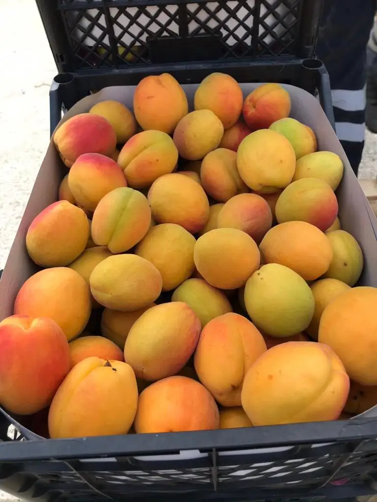 
HIGH QUALITY - FRESH APRICOTS - FROM TURKEY 