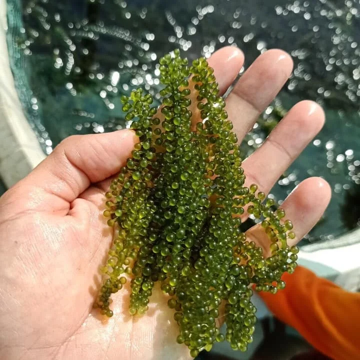 
SEA GRAPES SEAWEED NUTRITION FACTS/SEA GRAPES GREEN CAVIAR/SEA GRAPES SEAWEED Ms.Lucy +84 929 397 651 