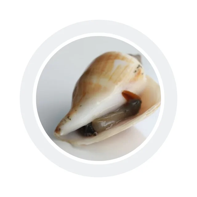 
Hygienic Llive Sungsuwan Large Wing Shell Fresh Clean Seafood from Thailand 