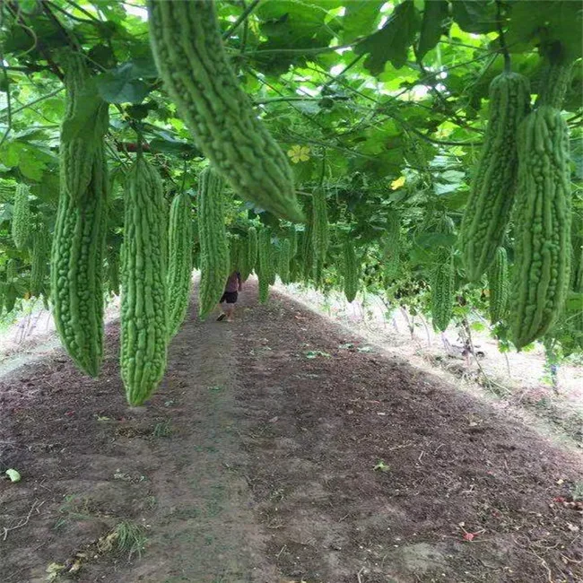 2021qihang высококачественные китайские семена овощей, зеленый бальзам, семена груши
