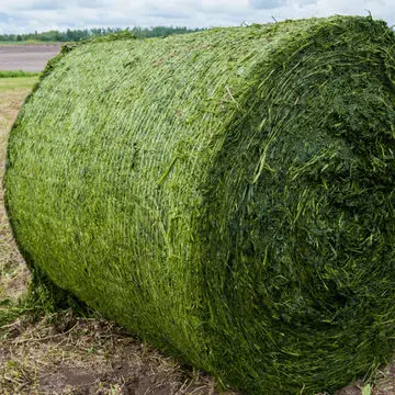 Super Top Quality Alfafa Hay for Animal Feeding Stuff Alfalfa / Timothy / Alfalfa Hay for Sale