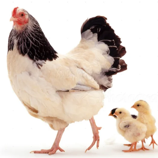 Fertilized egg of special chicken breed Light Sussex from Turkey best price High Quality