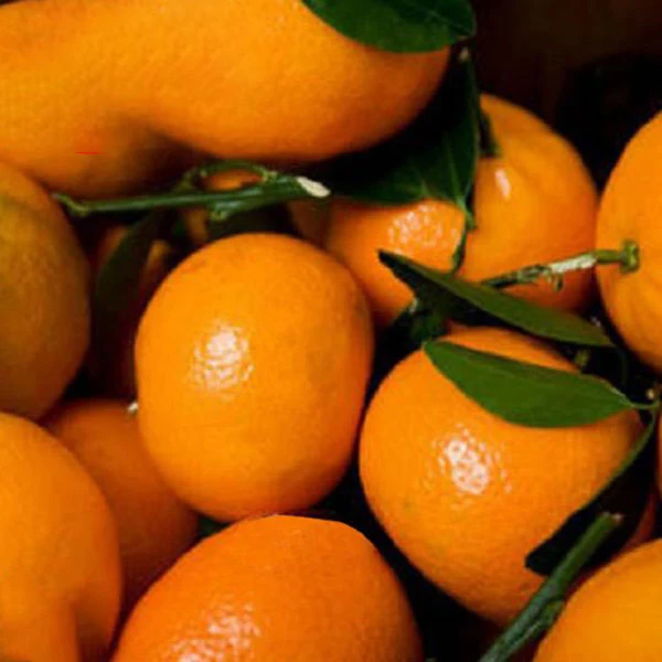 Свежая мандарина Клементина мандарин клементин из Пакистана сезон 2022