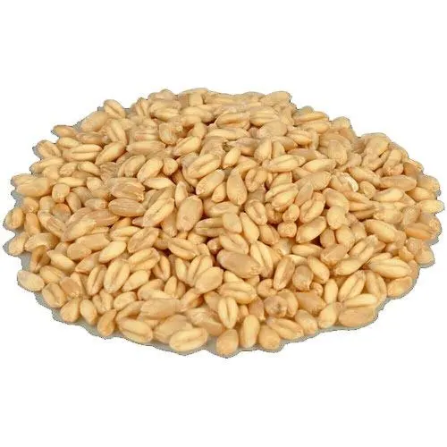Soft Milling DURUM WHEAT / Hard white Canadian Quality Durum Wheat