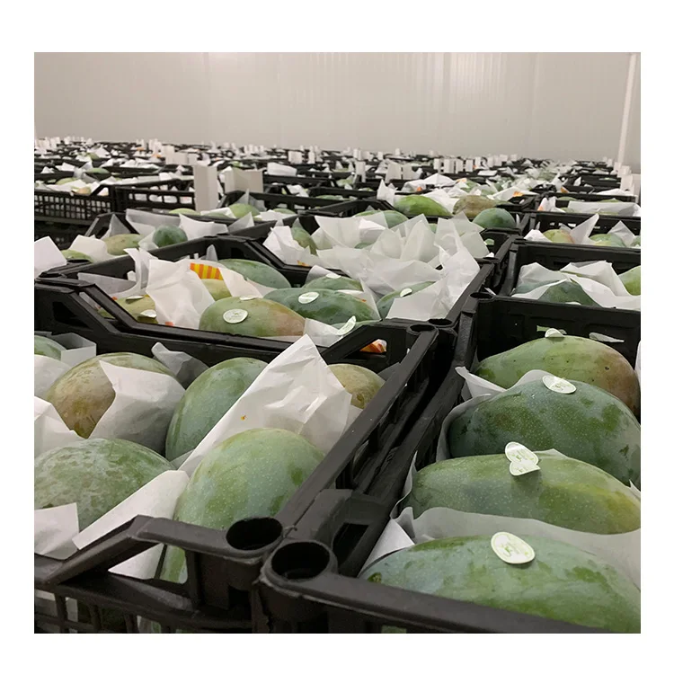  Высококачественное свежее манго премиум-класса от производителя и экспортера из Вьетнама-мисс элаин + 84 375 431 541