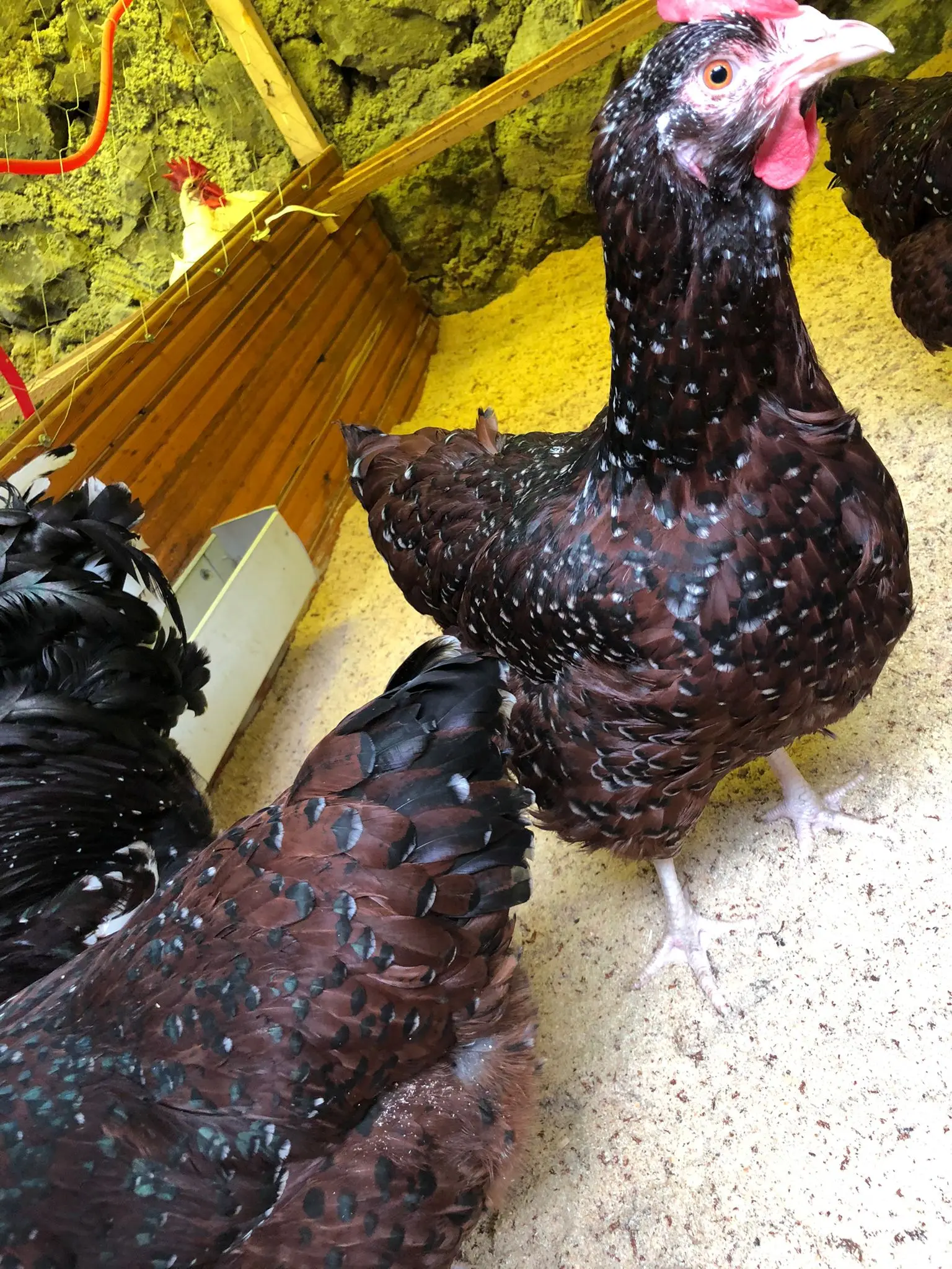 Fertilized egg of special chicken breed Specled Sussex from Turkey best price High Quality