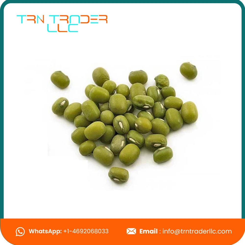 Оптовый Поставщик Высококачественных Натуральных зеленых бобов по разумной цене