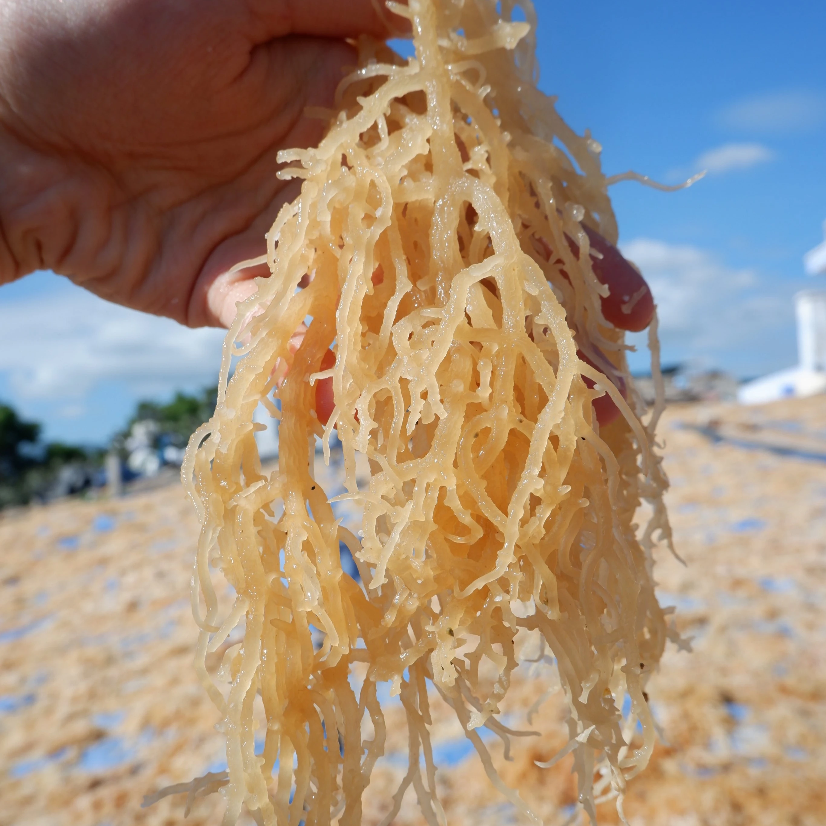 VIETNAM BIG SUPPLIER OF DRIED EUCHEUMA COTTONII SEAWEED MOISTURE 35% FOR CARRAGEENAN