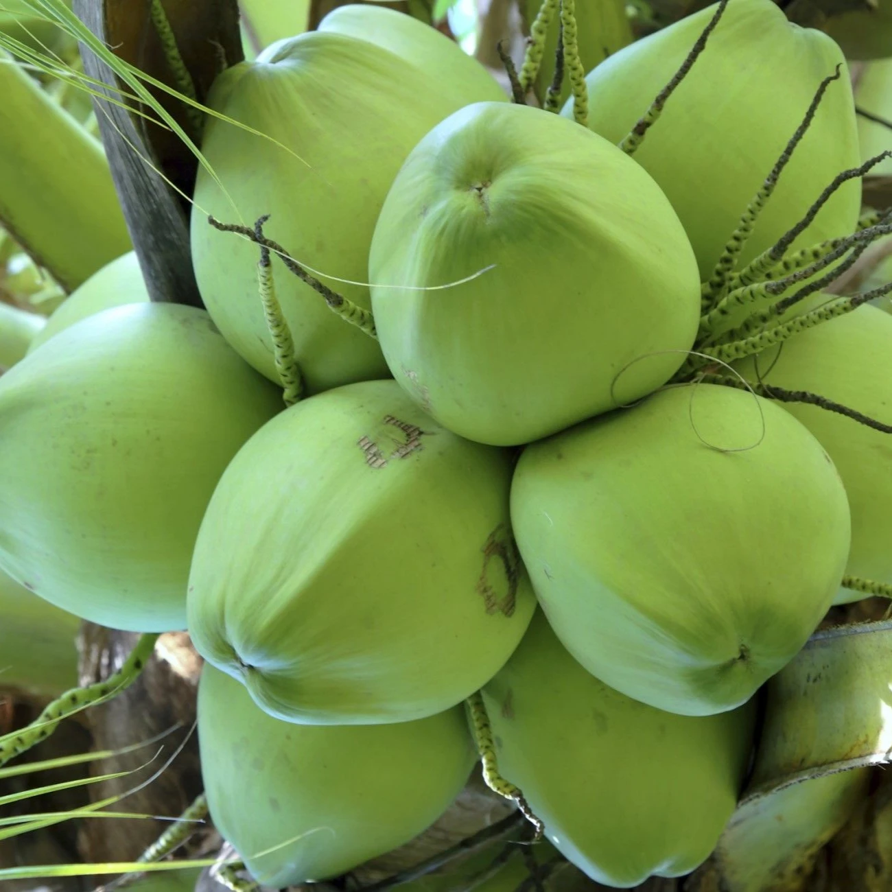 Green Siamese Coconut Fresh Organic Premium Top Quality Sweet Hot Selling Brand Supplier Wholesaler From Vietnam