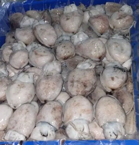 FROZEN BABY CUTTLEFISH WHOLE
