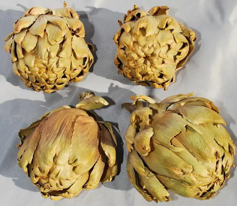 Top Quality Artichoke From Da Lat Viet Nam  HOLIDAY