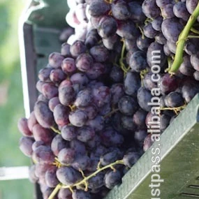 Seeded and Seedless Fresh Grapes