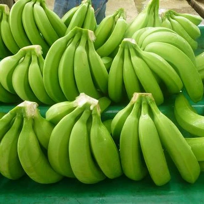 Supply Fresh Green Cavendish Banana With Premium Export Quality