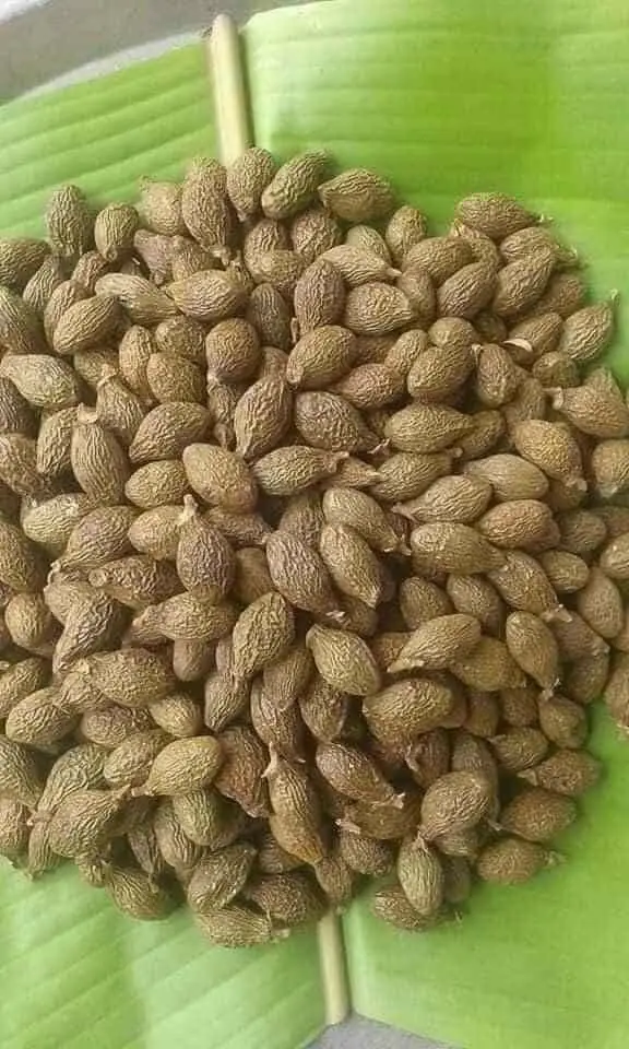 [Hot Selling ] Dried Malva Nut Fruit High Quality Natural Nuts/ Ms. Nary +84 976 592 207