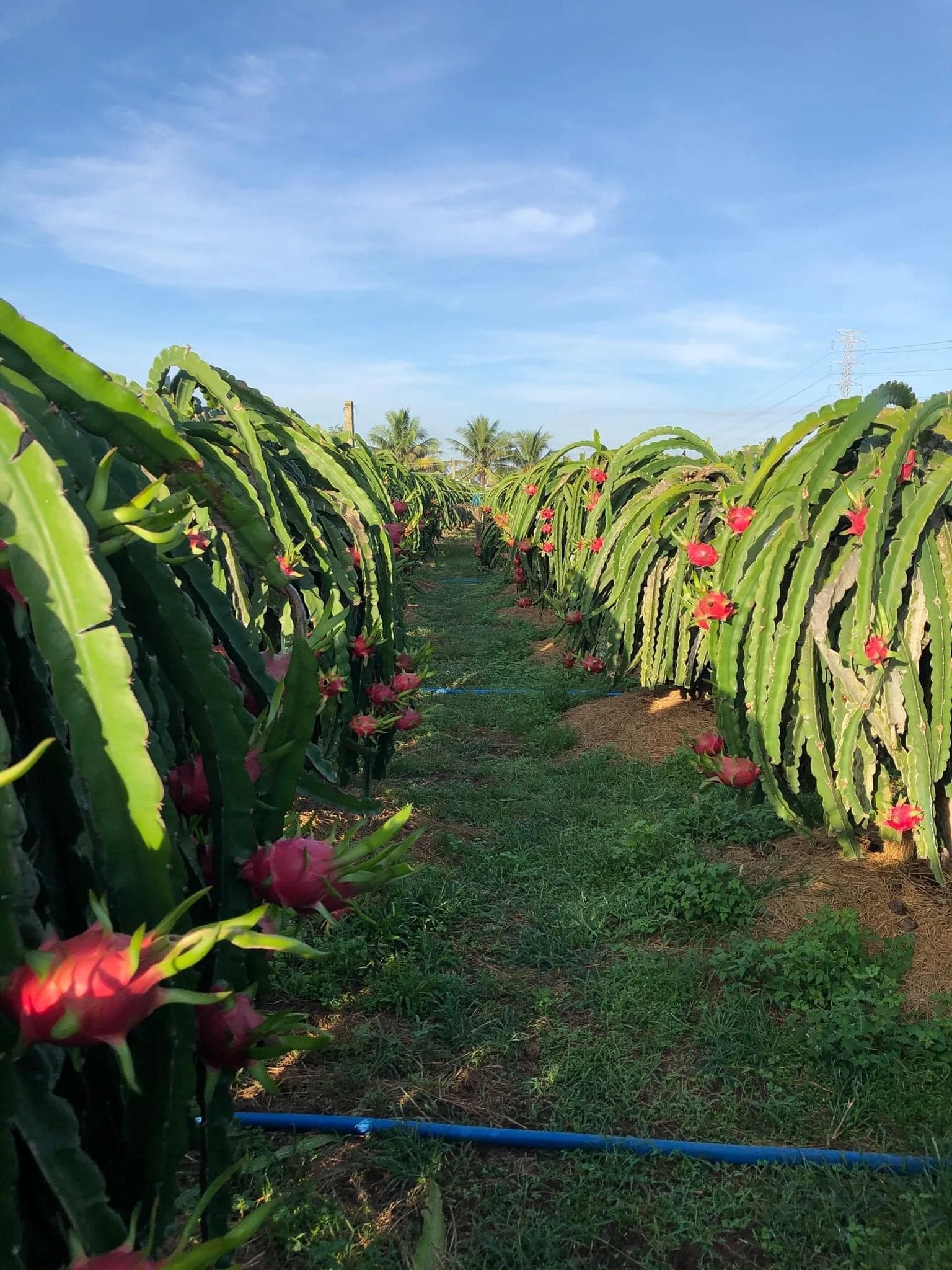 Высокое качество/Свежий фрукт дракона выращиваемый во Вьетнаме/Лучшая цена