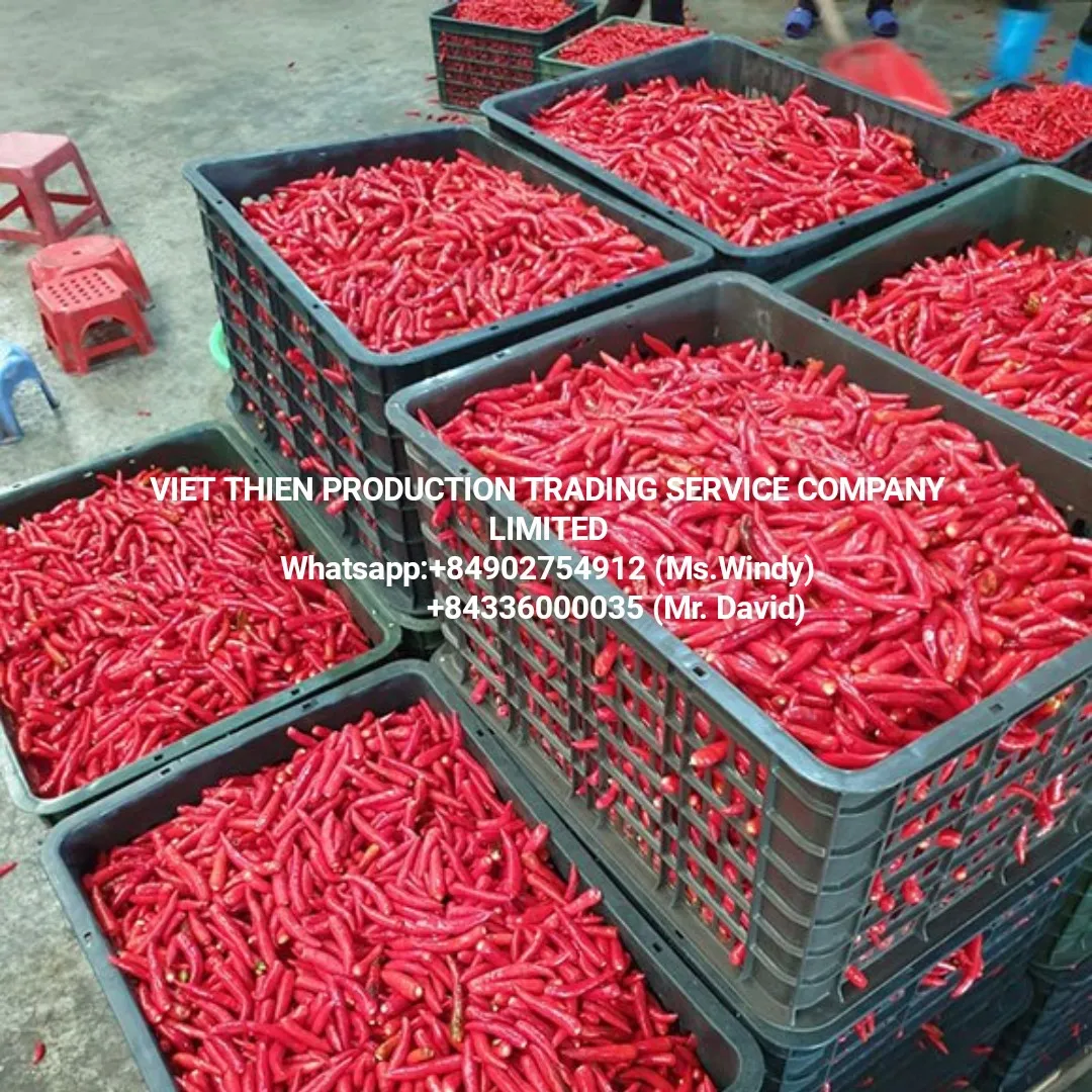 chili frozen wholesale in Vietnam with high quality and cheap price available in bulk meet export standard