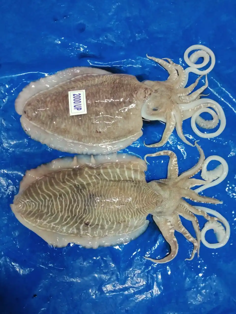 Top quality frozen Cuttlefish whole block frozen from India  frozen whole round cuttlefish