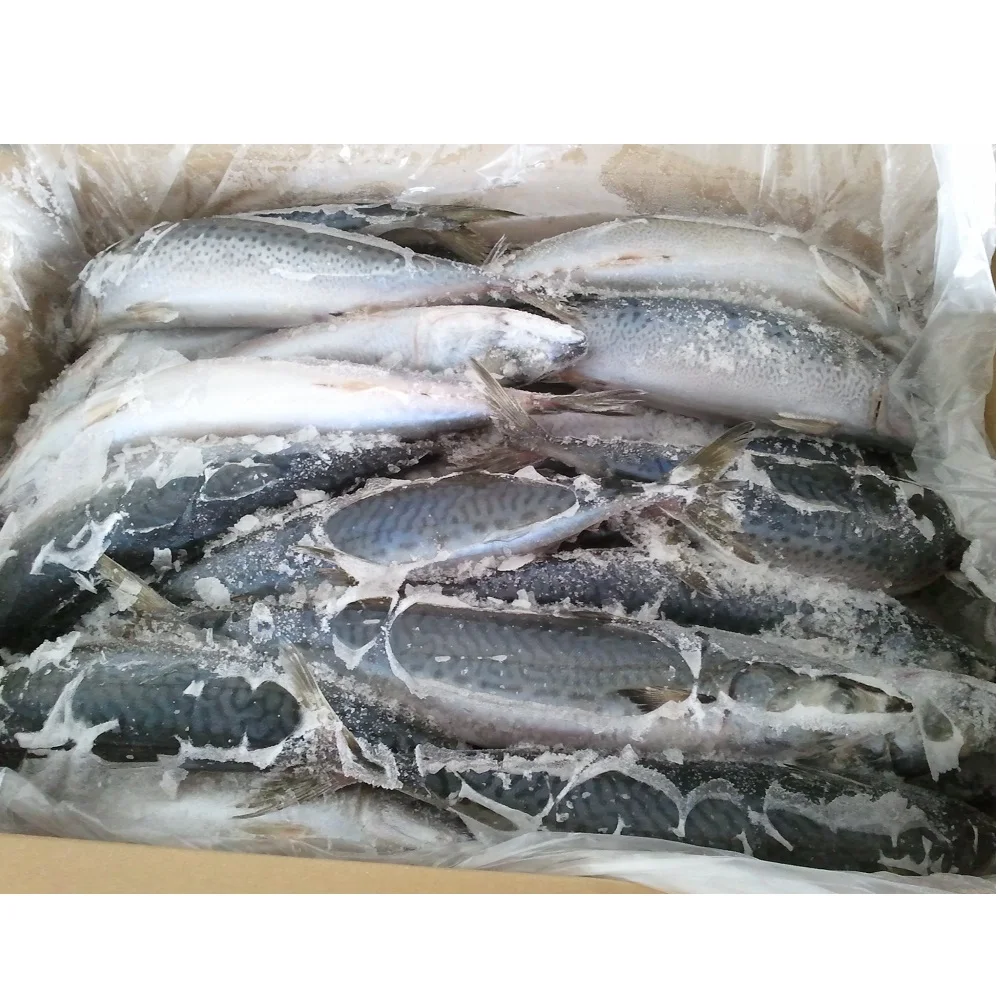 Good freshness Whole Round Frozen Pacific Mackerel With Low Sodium Low Salt and Weight under 1kg