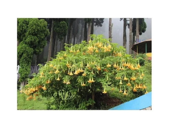 High quality and fresh burigmanisa suaveolens yellow plant Grain and flowers for wholesale purchase