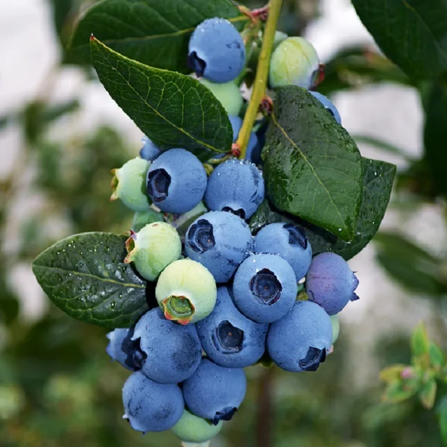 fresh Blueberries