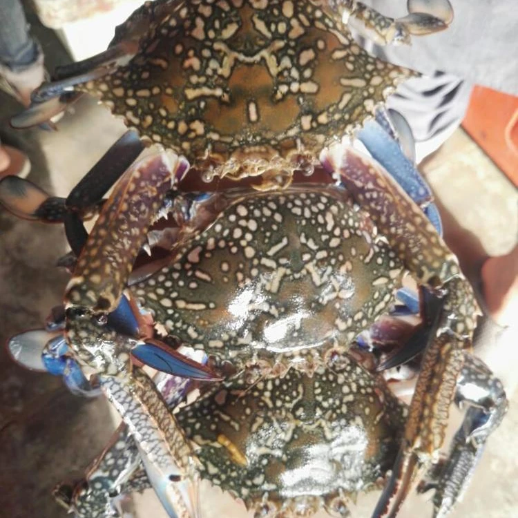 Wholesale Frozen Blue Swimming Crab Frozen Cut Crab Frozen Crab Meat