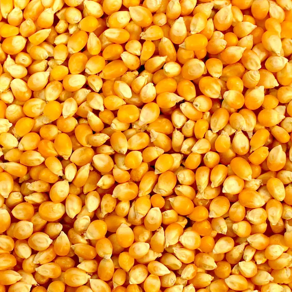 
Yellow corn and red corn 