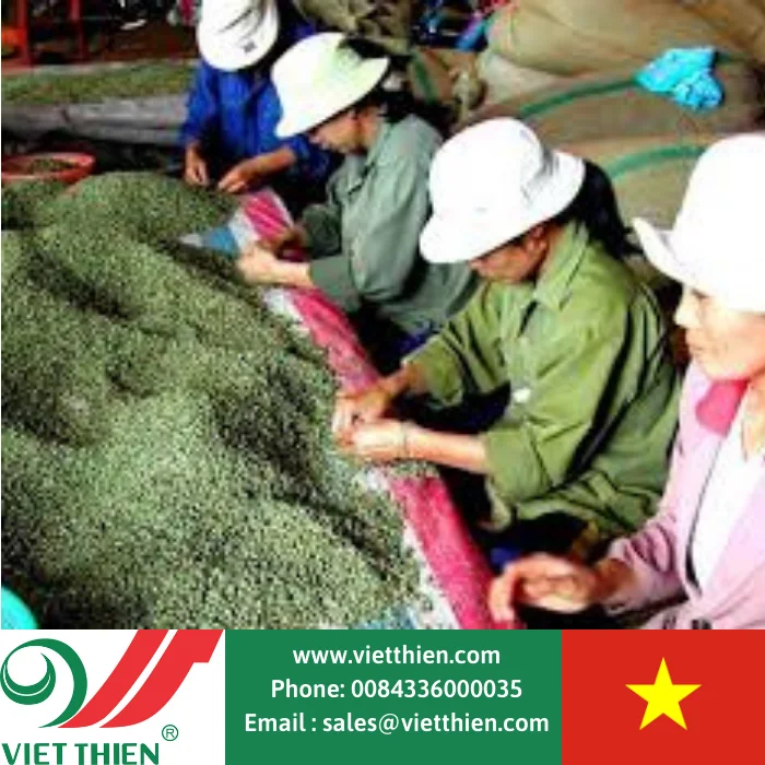 Кофе Арабика обрабатывается во Вьетнаме выбирается из свежих кофейных зерен с высокотехнологичной закрытой обработкой.