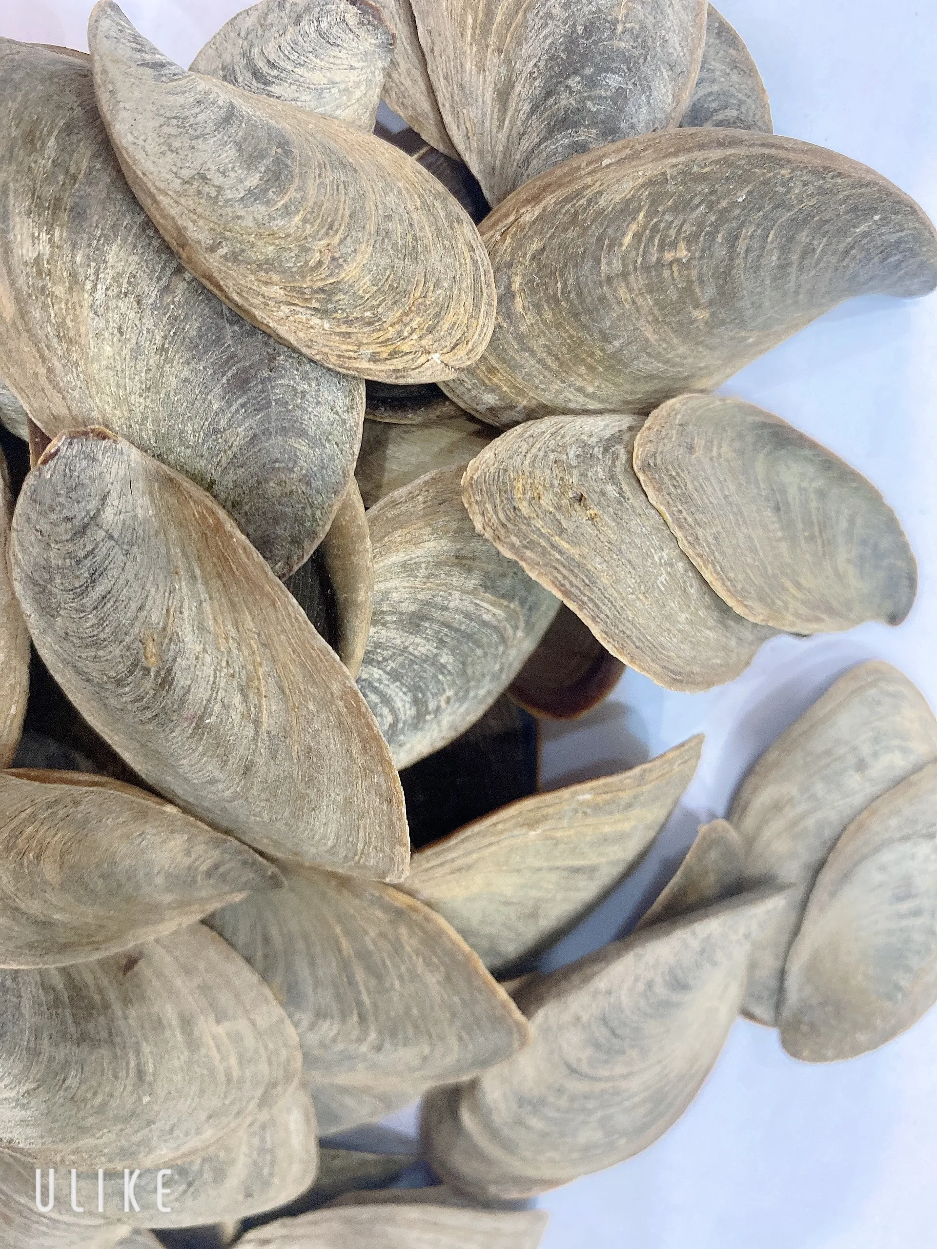 Cheap Wholesale Seashell Murex Operculum Murex Snail Dry / Ramose murex snail and Chicoreus ramosus on the Shores