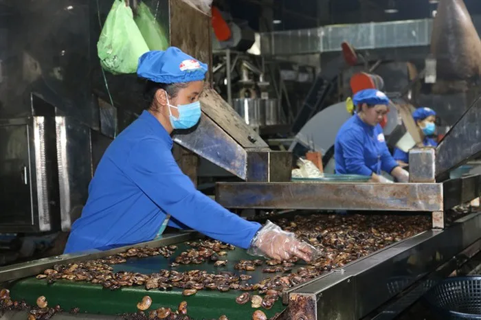 Лучший поставщик остатков скорлупы кешью скорлупа отходы для топлива в промышленности + 84902803631