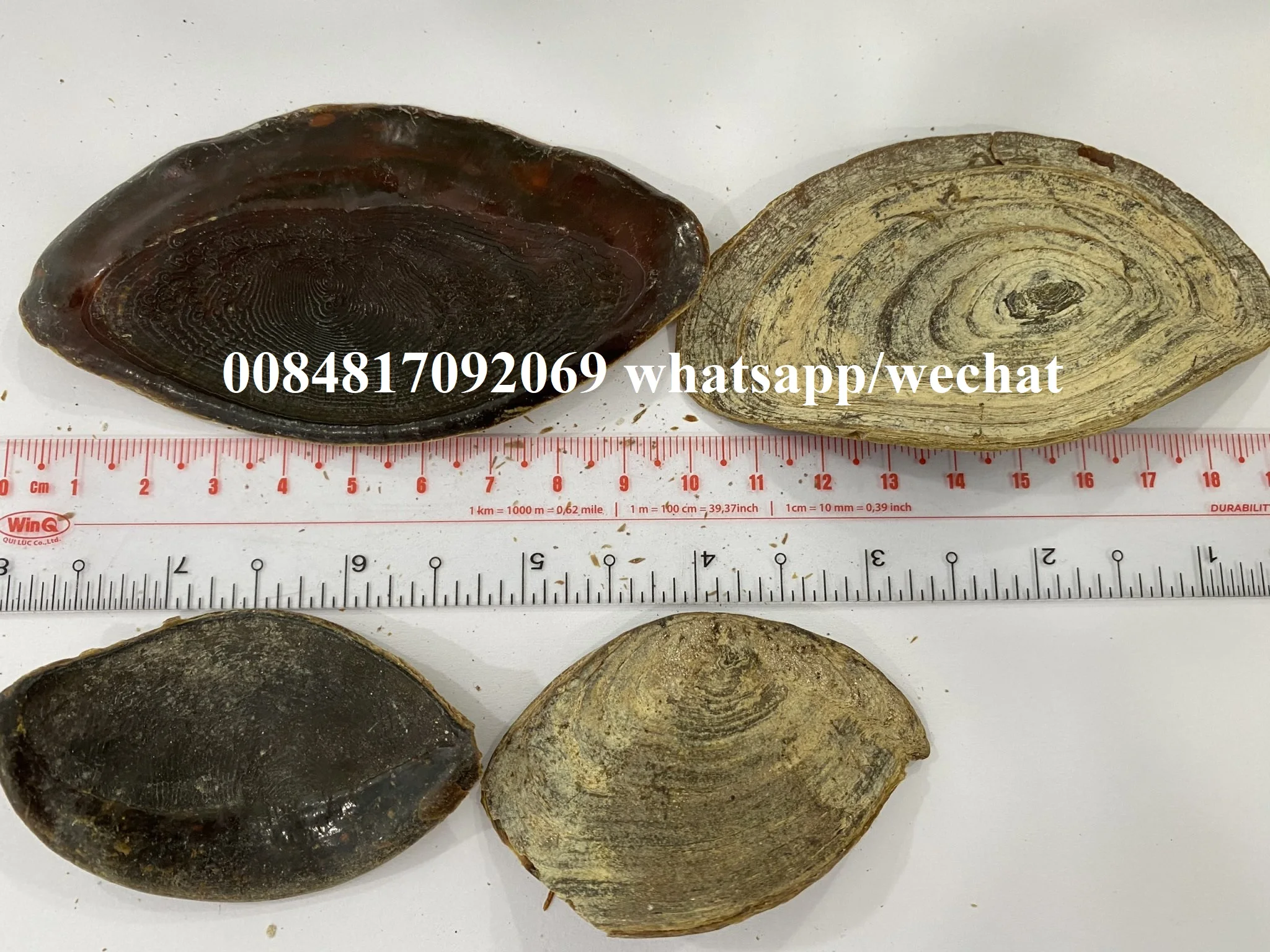 Cheap Wholesale Seashell Murex Operculum Murex Snail Dry / Ramose murex snail and Chicoreus ramosus on the Shores