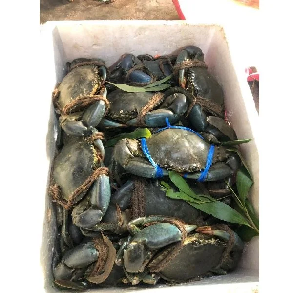 Premium Quality  Fresh Mud Crab