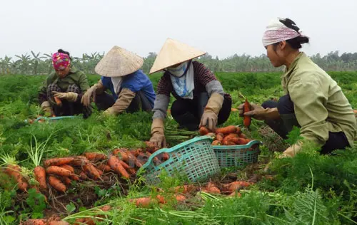 IQF - Frozen Carrot Vegetable Diced/Sliced Factory Direct Sales Fruits and Vegetables in