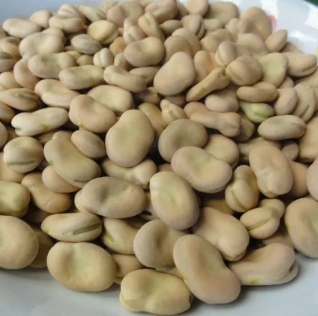 
High Quality Dry Broad Bean Fava Bean Faba Bean For Sale 