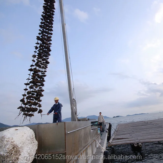 
Oyster Chips baked in Japan seafood rice cracker 