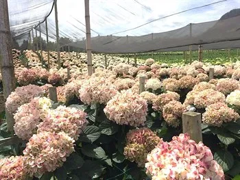 decorative flowers Light Pink Real fresh cut Hydrangea hight quality super select size (19/20) cm  ornamental cut flowers plants