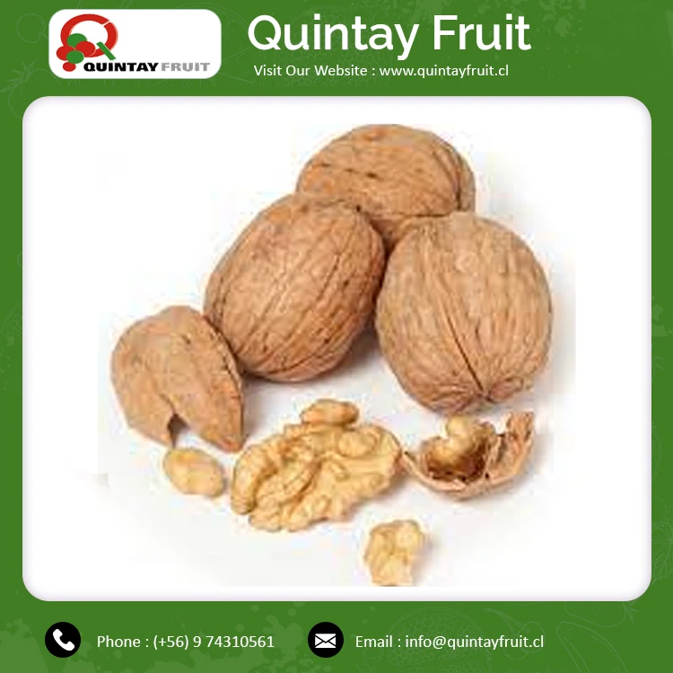 Cheap Wholesale Price High Quality Walnuts Chandler Inshel Walnuts