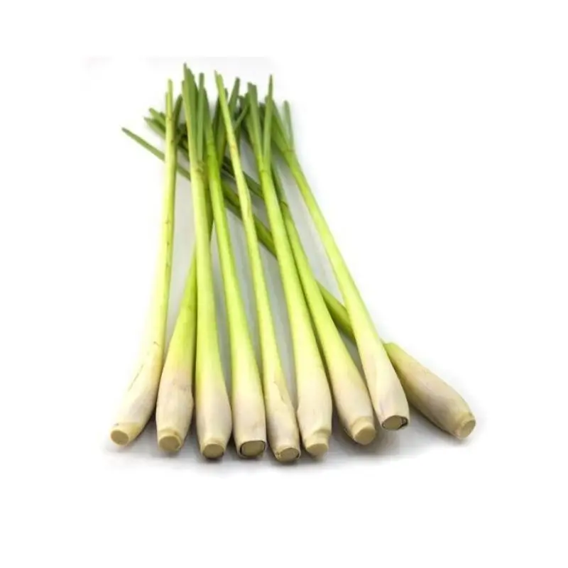 TW6 Brand Hot sale Fresh Lemon Grass  Light  Green Color Single Spices & Herbs  From Vietnam for Export