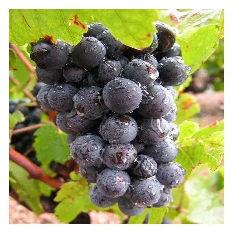 Оптовая продажа 2021 свежий летний черный песок виноград без семян