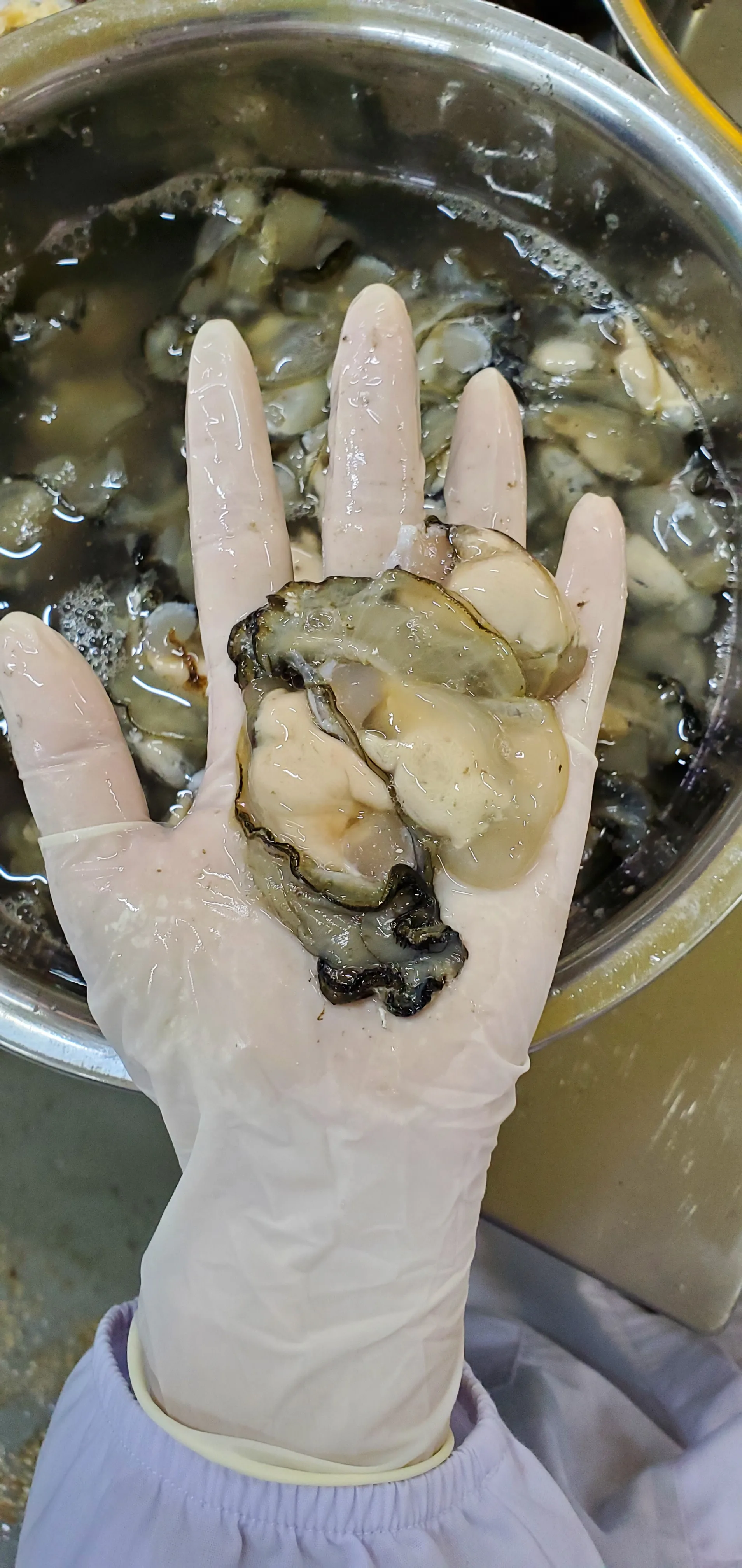 Best Item From Reputable Company In Viet Nam Offer Oyster At Low Price With ISO HACCP Certificate Premium Oyster Intestine